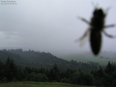 A Yellow Jacket walking on the glass