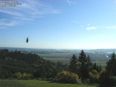 Boisea trivittata is a species of true bug, commonly known as the Box Elder Bug, or Maple Bug