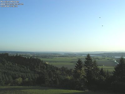 Two crows passing by the camera